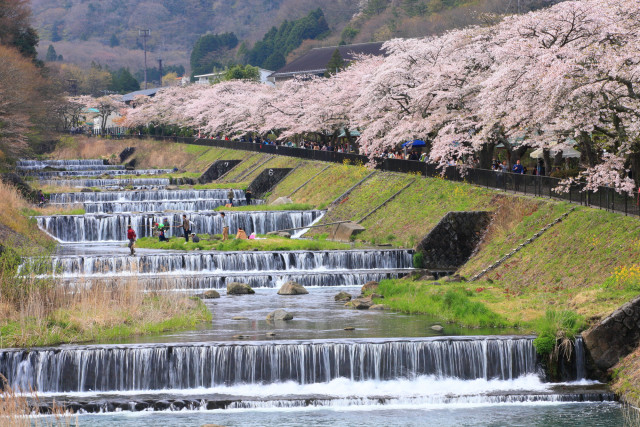 宮城野早川堤の桜